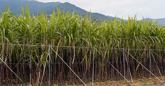 Avanços na produção de cana-de-açúcar faz do Brasil líder no setor