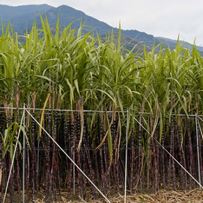 Avanços na produção de cana-de-açúcar faz do Brasil líder no setor