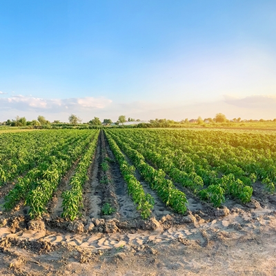 Agro paulista cresce 13,1% no ano