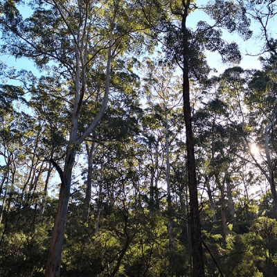 Preços mínimos de produtos da biodiversidade da safra de 2022 são atualizados