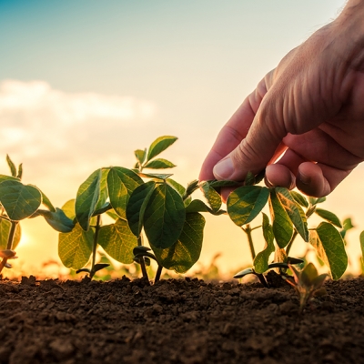 Produção de soja no Brasil deve aumentar 5% em 2022 e bater novo recorde