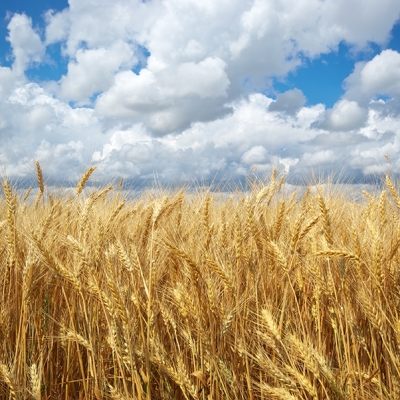 Trigo pode impactar a segurança alimentar global
