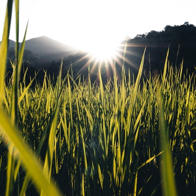 Arroz é alternativa para reduzir custos de produção