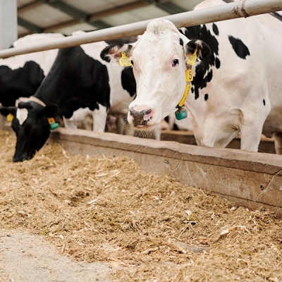 Exportação de carne bovina bate novo recorde em janeiro