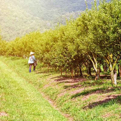 Goiás fomenta trabalho de agricultores