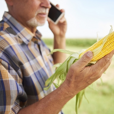 Datagro prevê safra brasileira de milho 2021/22 em 116,1 milhões de toneladas