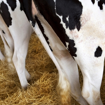Caso de ‘vaca louca’ não afeta mercado de consumo