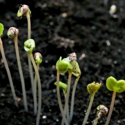 Mercado de bioinsumos cresce 15% no Brasil e consolida liderança em agricultura sustentável
